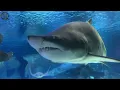 Bonobo - The Shark (QQQ Remix) [Music Video]