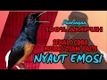 Lagu pancingan murai batu AGAR BUNYI jitu untuk JADIKAN murai batu GACOR EMOSI❗