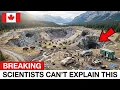 Canada Released 28 Bison Into a Dead Valley What They Did Next Was Unbelievable