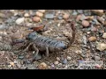 Scorpions what they eat who eats them and how they do it