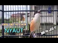 Lagu burung cendet gacor FULL MATERI PANJANG,, PANCINGAN CENDET AGAR BUNYI bikin BURUNG PENTET GACOR DORR