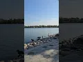 Download Lagu By the Lake#lake #nature #beautiful