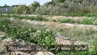 العوامية   الرامس   مزارع الطماطم الرامسي دندنها