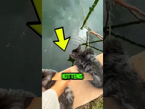 She built a sanctuary for the kittens!