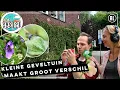 Download Lagu Amsterdamse geveltuintjes vol insecten  | Radio | Vroege Vogels
