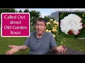 Called Out about Old Garden Roses Are they worth growing