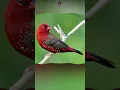 Download Lagu 7 Jenis Burung Finch Populer | Finch | Finch Terbaik #burung beo #finch #akuarium