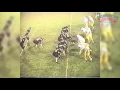 Multiple Wishbone Attack - Base Plays
