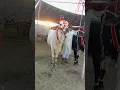 Download Lagu MASHAALLAH ❤️ White Big Bull Wacha For Eid ul Adha #eiduladha #short #wacha