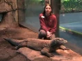 Komodo Dragon-Smaug