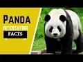 Panda Facts For Kids - All Information You Need To Know Dite habitat species