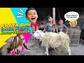 Lagu Drama Praya Beli Domba Qurban