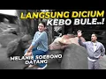 Lagu AKHIRNYA MELANIE SOEBONO DATANG KE DEHAKIMS..!