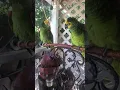 Lillian and Pancho - Shower time