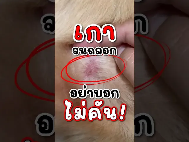 ขนมสุนัข สูตรบำรุงผิวหนังและขน