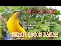 Download Lagu terapi sogon macet bunyi jadi langsung bunyi #terapisogonagarbunyi