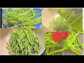 Download Lagu Adi Lee Ayay Mugoo Asparagus 😋Weight Loss  Dheega Karka Daniyo Dhamcaso Galeet Iga Dheh