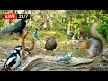 LIVE Cat TV Non-Stop BIRDS and Squirrels in Relaxing Forest Corner