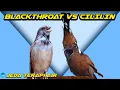 Download Lagu MASTER  BLACKTHROAT VS CILILIN Jeda Terapi Air