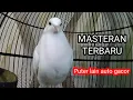 Download Lagu MASTERAN TERBARU ‼️ SUARA BURUNG PUTER PUTIH ALBINO MATA MERAH GACOOR...BIKIN RIBUT PUTER LAIN💯