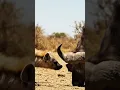 Download Lagu Zenuwslopend!! Buffel ontmoet hyena in de savanne