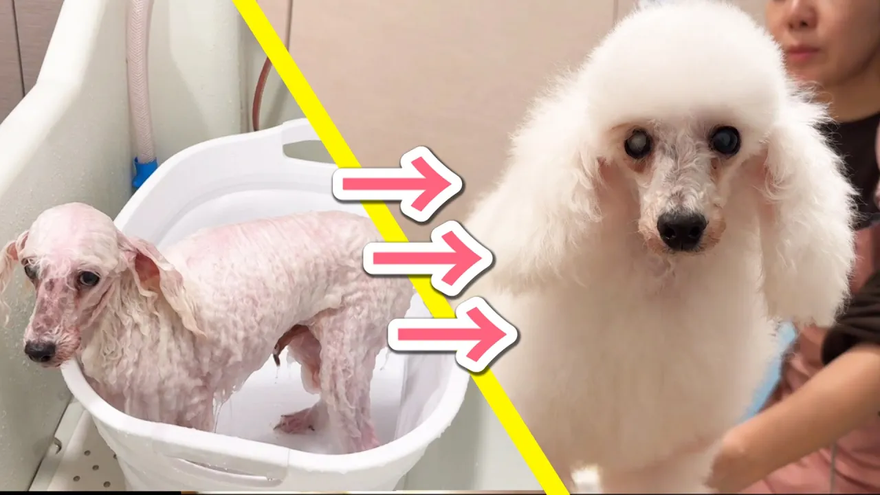 お風呂入れただけで別の犬種みたいになった