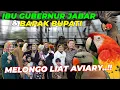 Download Lagu IBU GUBERNUR JABAR \u0026 BAPAK BUPATI BANDUNG BARAT KE AVIARY..! WIH ADA APA NIH..?