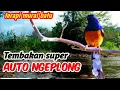 Download Lagu Terapi Suara Masteran Murai Batu Gacor Ngerol Panjang Therapy Juara Dunia
