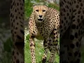 Download Lagu cheetah sounds...#cheetah #wildlife #viral #animals #shorts