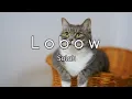 Lobow - Salah | Cover by Chintya Gabriella