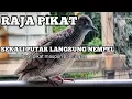 Download Lagu Suara pikat kutut RAJA PIKAT perkutut SEMUA JENIS perkutut langsung ngumpul SUARA PANCINGAN perkutut