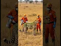 Download Lagu Unbelievable! Locust Swarm Attacks Cheetah — Watch the Rescue 🐆 #animalrescue
