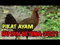 Download Lagu Bunyi Pikat Ayam Hutan Betina Paling Berkesan