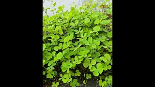 ผักแว่น จากผักท้องนา เอามาปลูกสร้างรายได้ #ทุ่งกุลาchannel #ผักแว่น