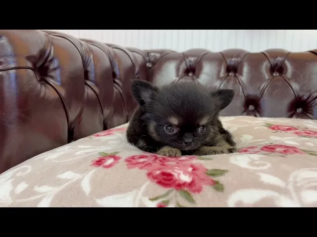 動画