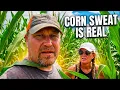 Corn Sweat Is Real