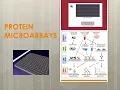 Protein Microarray