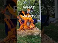 What is raku