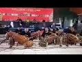 Download Lagu Rrb (rombongan rampak Bekasi) pull power