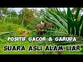 Lagu Pikat kutilang TUA HUTAN gacor asli alam liar, sekali putar kutilang liar auto emosi🦅