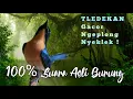 Download Lagu Suara asli burung TLEDEKAN Gunung Gacor Ngeplong Ngerol Nyeklek ; Durasi 1 JAM