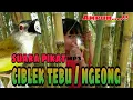 Download Lagu SUARA PIKAT CIBLEK TEBU / NGEONG || AMPUH BOS KU....!! ☕☕