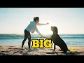 Whatever Their Breed Hollywood Feed Has What You Need