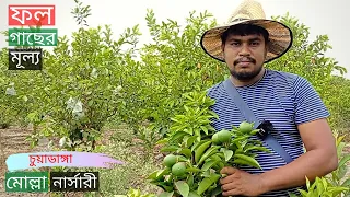 fruit tree price in molla nursery at chuadanga gardening bangladesh