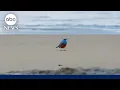 Very rare bird spotted in Oregon first reported sighting in U S history