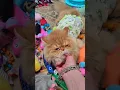 Download Lagu No Cone Of Shame For This Boy 😻 #Shorts #Cat #Kitten #Cute #Smile