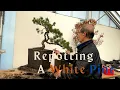 Download Lagu Repotting a White Pine