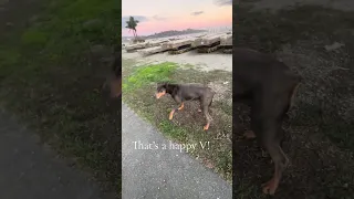 That’s a happy girl !! #fyp #pets #doberman #dream #vlog