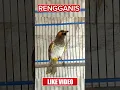 Download Lagu RENGGANIS GACOR #rengganis #rengganisgacor #cucakwilis #cucakwilisgacor #burungmasteran #kicaumania