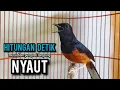 Download Lagu murai batu gacor AMPUH buat PANCINGAN murai batu agar bunyi JADIKAN burung murai gacor EMOSI